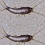 Silverfish: if This Animal Comes to Your Home