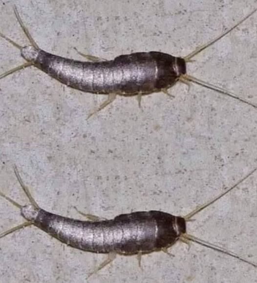 Silverfish: if This Animal Comes to Your Home